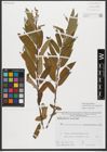 Foto von Salix triandra subsp. amygdalina (L.) Schübl. & G. Martens